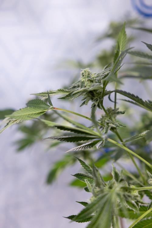 Georgia Pie #2 - Zamnesia x B&B. Week 9 - Georgia Pie #2 - 5th Week Bloom - No Techniques