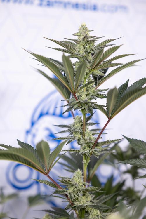 Georgia Pie #2 - Zamnesia x B&B. Week 9 - Georgia Pie #2 - 5th Week Bloom - No Techniques