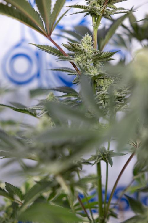 Georgia Pie #2 - Zamnesia x B&B. Week 9 - Georgia Pie #2 - 5th Week Bloom - No Techniques