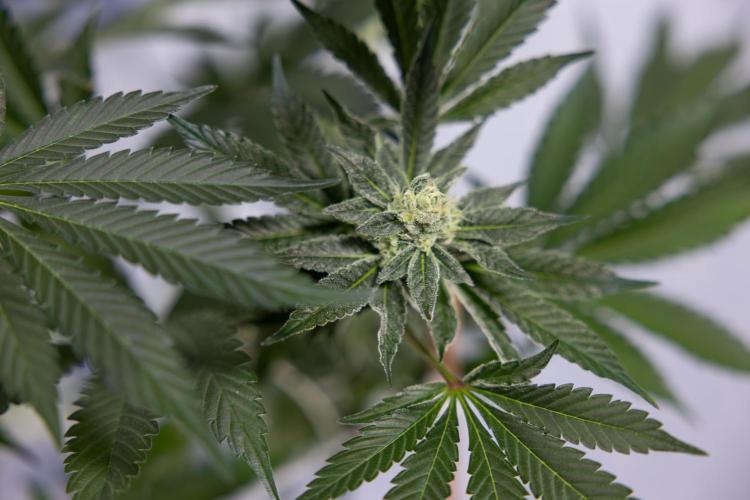 Georgia Pie #2 - Zamnesia x B&B. Week 9 - Georgia Pie #2 - 5th Week Bloom - No Techniques