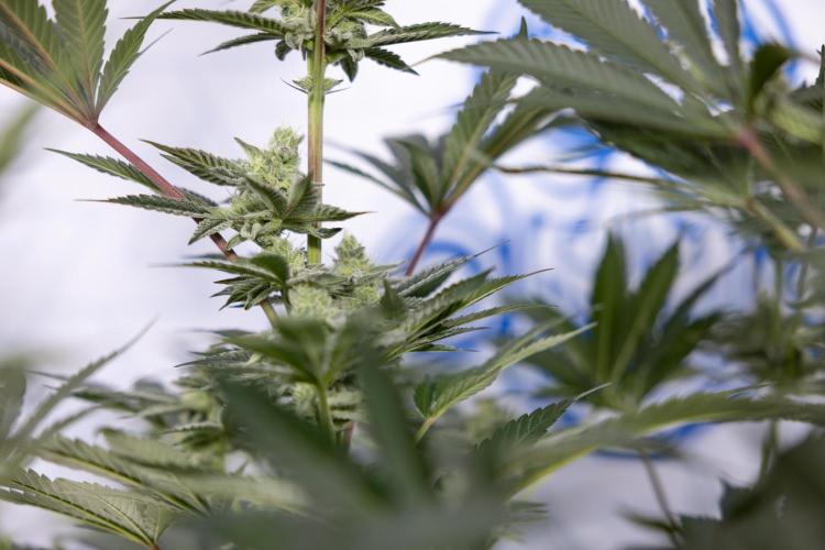 Georgia Pie #2 - Zamnesia x B&B. Week 9 - Georgia Pie #2 - 5th Week Bloom - No Techniques