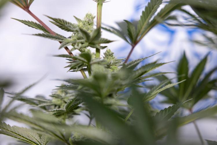 Georgia Pie #2 - Zamnesia x B&B. Week 9 - Georgia Pie #2 - 5th Week Bloom - No Techniques