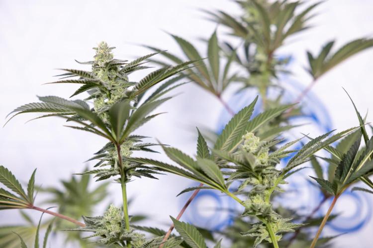 Georgia Pie #2 - Zamnesia x B&B. Week 9 - Georgia Pie #2 - 5th Week Bloom - No Techniques