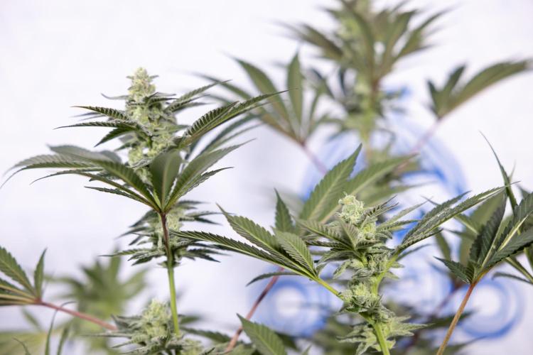 Georgia Pie #2 - Zamnesia x B&B. Week 9 - Georgia Pie #2 - 5th Week Bloom - No Techniques