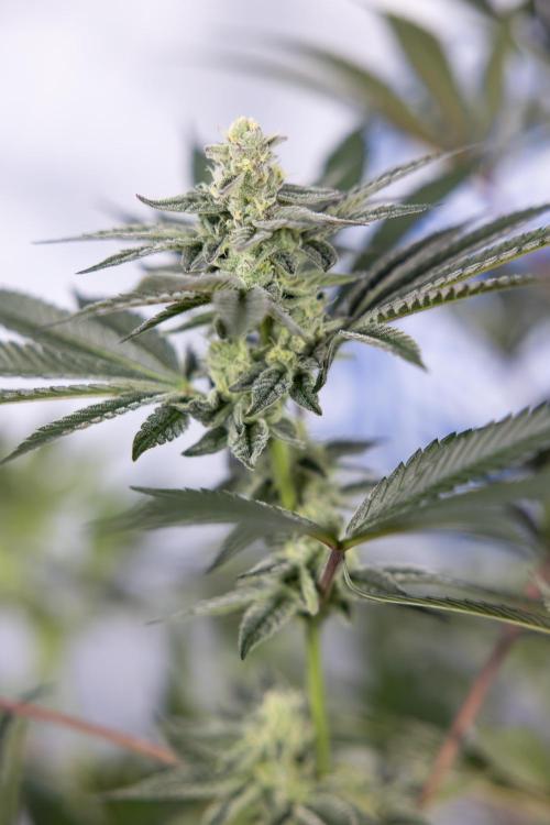 Georgia Pie #2 - Zamnesia x B&B. Week 9 - Georgia Pie #2 - 5th Week Bloom - No Techniques