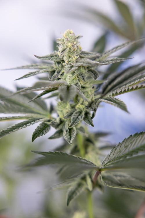 Georgia Pie #2 - Zamnesia x B&B. Week 9 - Georgia Pie #2 - 5th Week Bloom - No Techniques