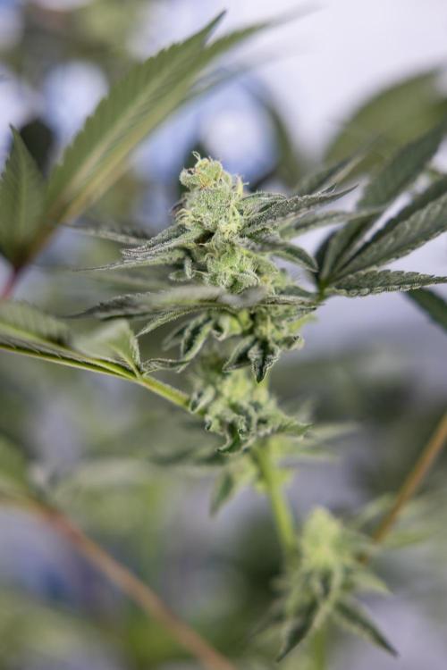 Georgia Pie #2 - Zamnesia x B&B. Week 9 - Georgia Pie #2 - 5th Week Bloom - No Techniques