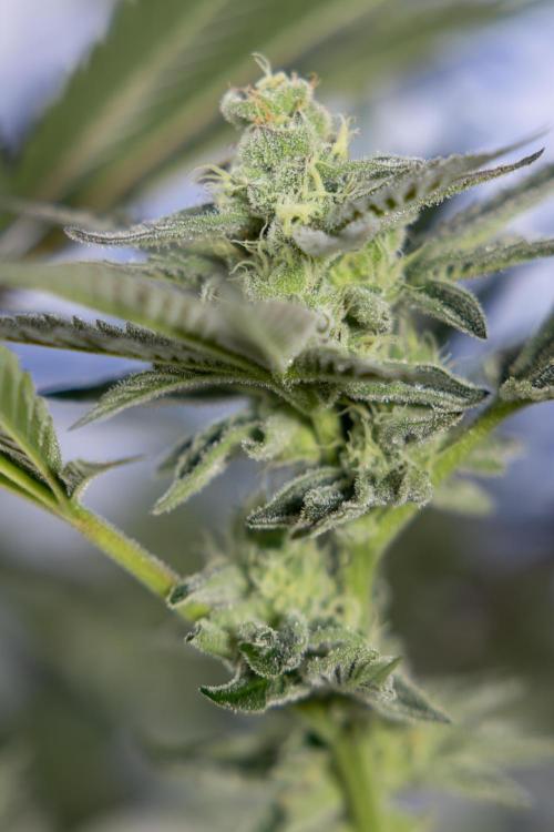 Georgia Pie #2 - Zamnesia x B&B. Week 9 - Georgia Pie #2 - 5th Week Bloom - No Techniques