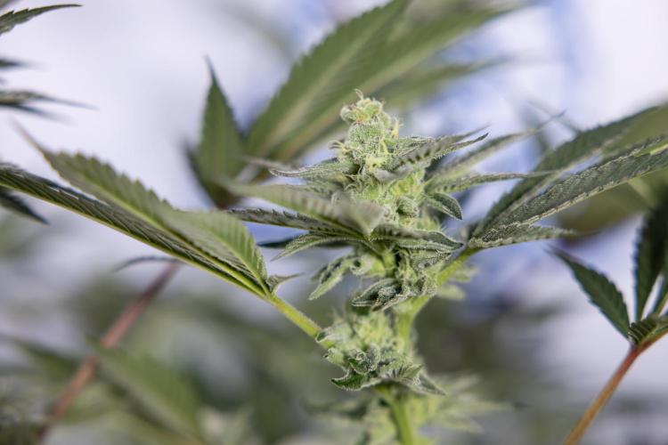 Georgia Pie #2 - Zamnesia x B&B. Week 9 - Georgia Pie #2 - 5th Week Bloom - No Techniques