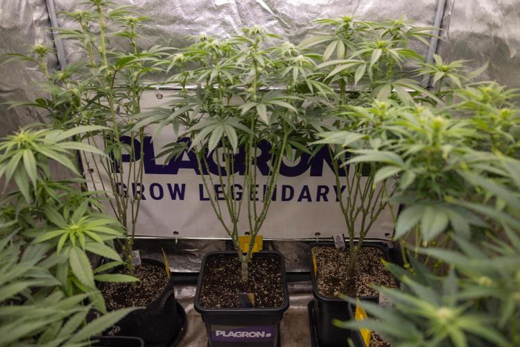 Georgia Pie #2 - Zamnesia x B&B. Week 9 - Ladies in the Box #growlegendary