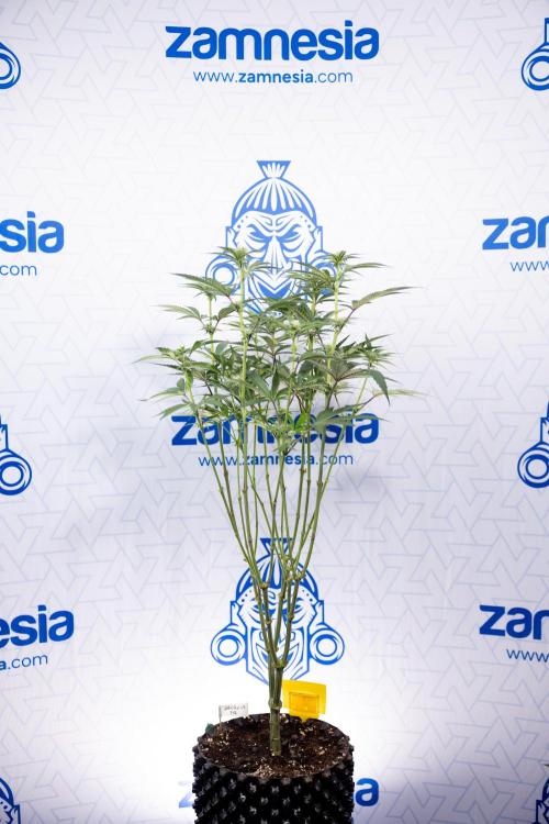 Georgia Pie #1 - Zamnesia x B&B. Week 9 - Georgia Pie #1 - 2nd Week Bloom - Topping