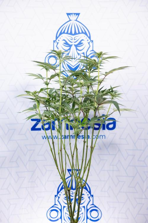 Georgia Pie #1 - Zamnesia x B&B. Week 9 - Georgia Pie #1 - 2nd Week Bloom - Topping