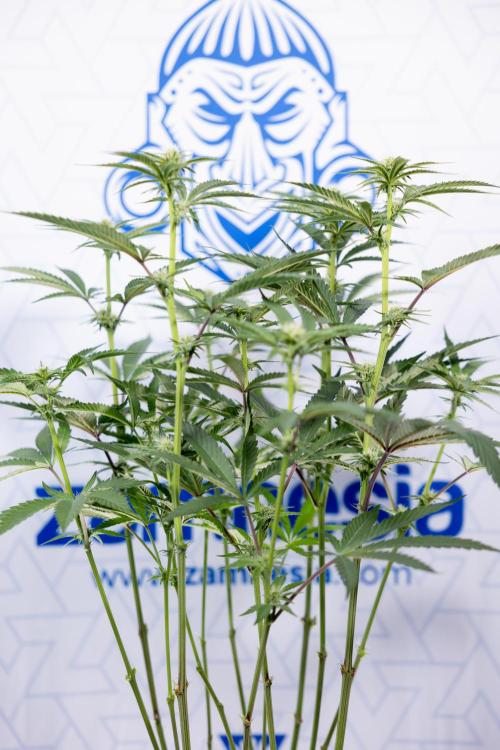 Georgia Pie #1 - Zamnesia x B&B. Week 9 - Georgia Pie #1 - 2nd Week Bloom - Topping