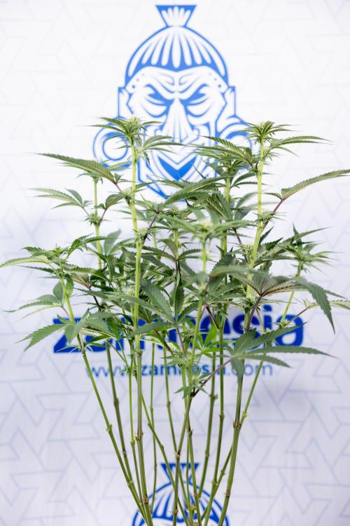 Georgia Pie #1 - Zamnesia x B&B. Week 9 - Georgia Pie #1 - 2nd Week Bloom - Topping