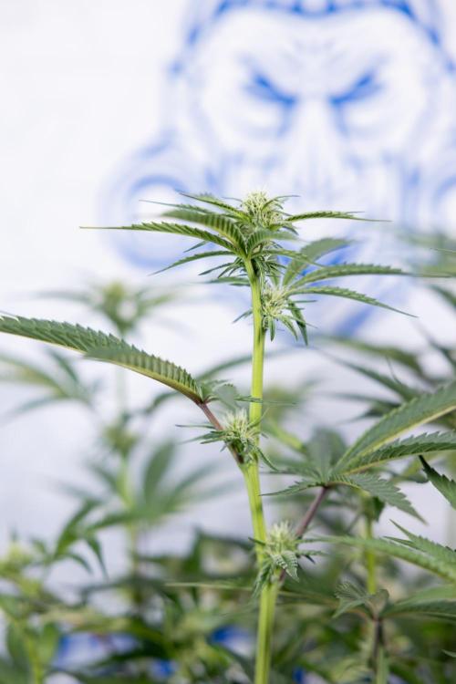 Georgia Pie #1 - Zamnesia x B&B. Week 9 - Georgia Pie #1 - 2nd Week Bloom - Topping