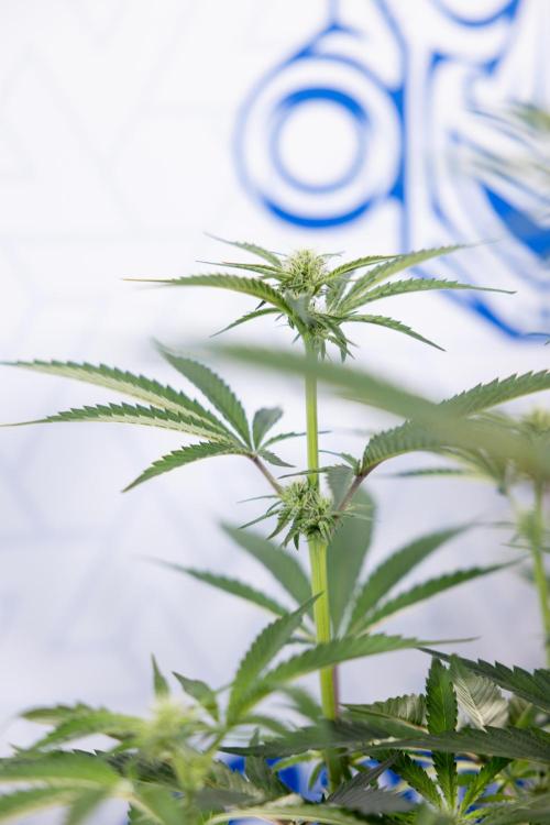 Georgia Pie #1 - Zamnesia x B&B. Week 9 - Georgia Pie #1 - 2nd Week Bloom - Topping