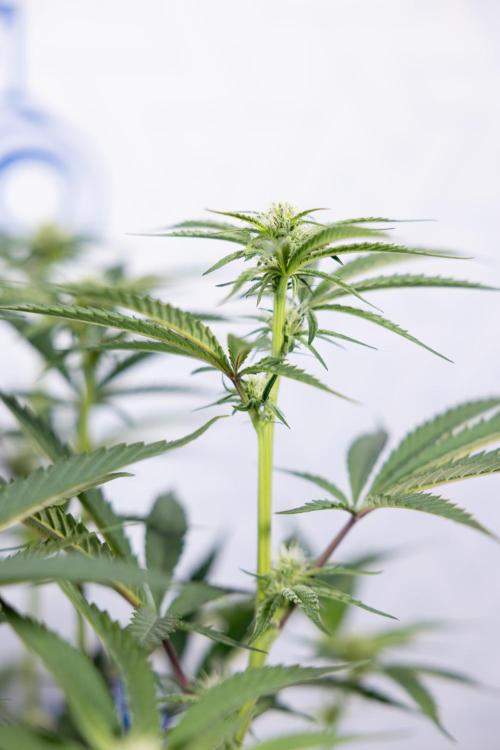 Georgia Pie #1 - Zamnesia x B&B. Week 9 - Georgia Pie #1 - 2nd Week Bloom - Topping