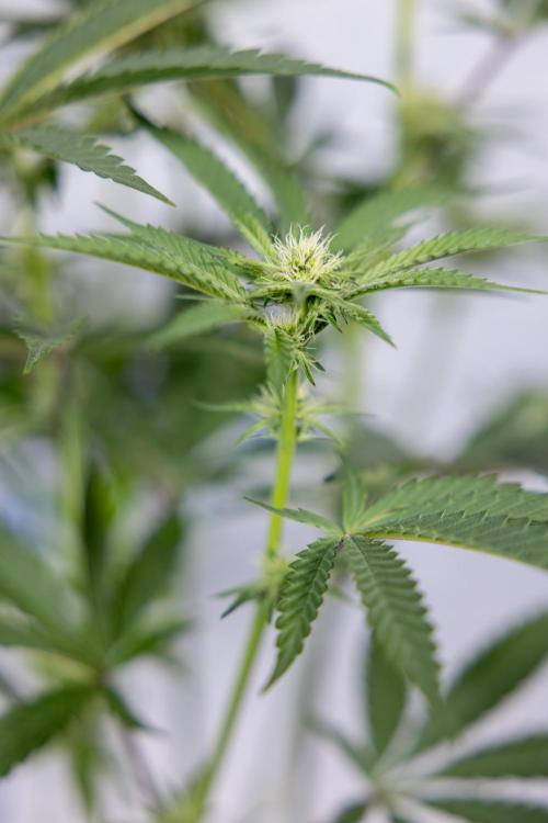 Georgia Pie #1 - Zamnesia x B&B. Week 9 - Georgia Pie #1 - 2nd Week Bloom - Topping