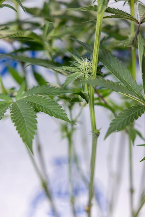 Georgia Pie #1 - Zamnesia x B&B. Week 9 - Georgia Pie #1 - 2nd Week Bloom - Topping