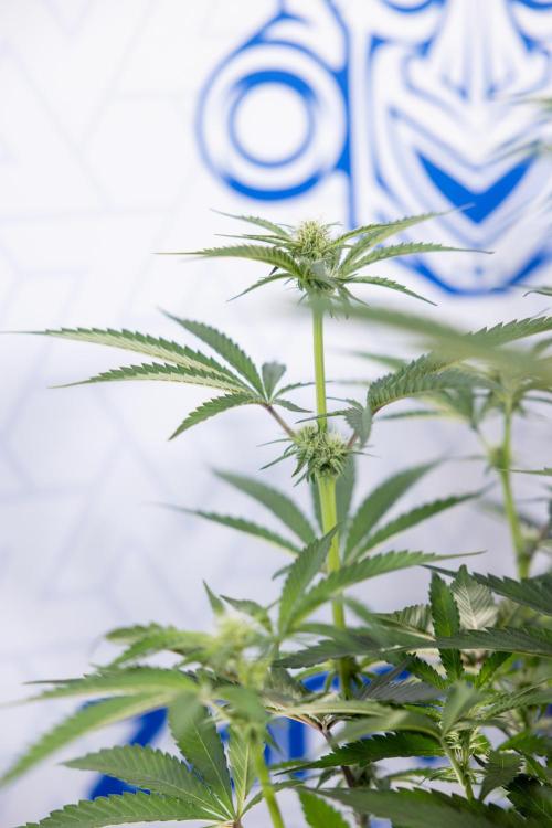 Georgia Pie #1 - Zamnesia x B&B. Week 9 - Georgia Pie #1 - 2nd Week Bloom - Topping