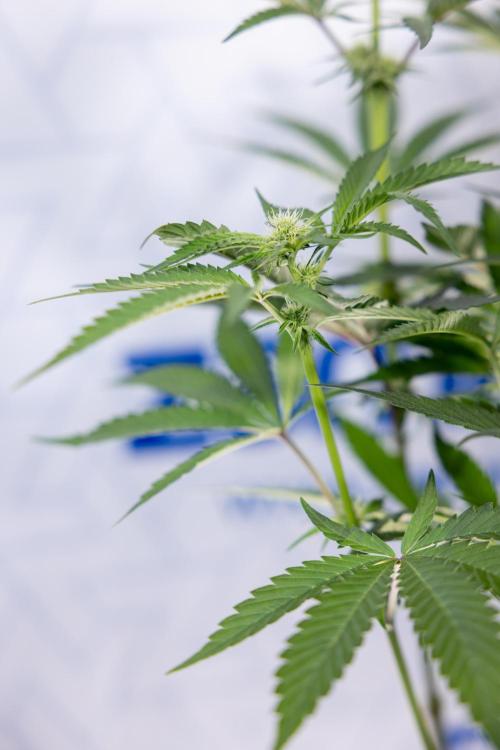 Georgia Pie #1 - Zamnesia x B&B. Week 9 - Georgia Pie #1 - 2nd Week Bloom - Topping