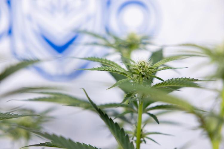 Georgia Pie #1 - Zamnesia x B&B. Week 9 - Georgia Pie #1 - 2nd Week Bloom - Topping