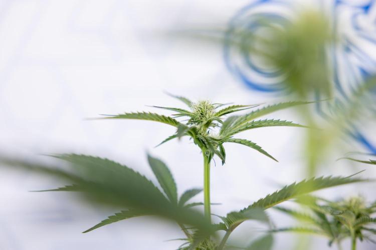 Georgia Pie #1 - Zamnesia x B&B. Week 9 - Georgia Pie #1 - 2nd Week Bloom - Topping