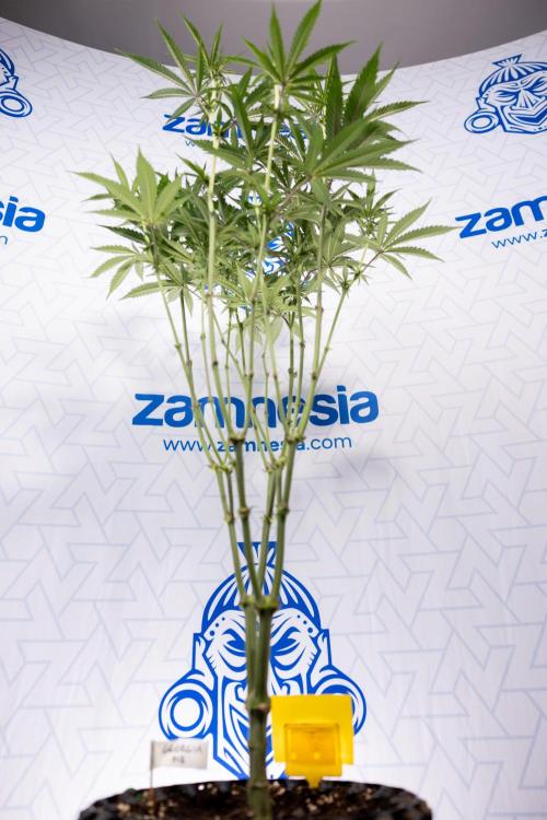 Georgia Pie #1 - Zamnesia x B&B. Week 9 - Georgia Pie #1 - 2nd Week Bloom - Topping