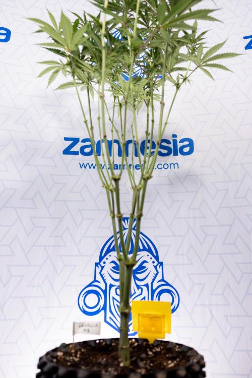 Georgia Pie #1 - Zamnesia x B&B. Week 9 - Georgia Pie #1 - 2nd Week Bloom - Topping