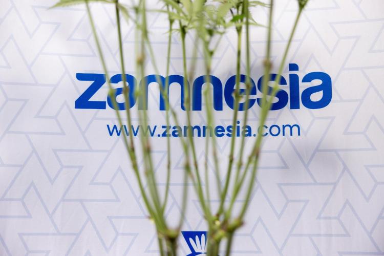 Georgia Pie #1 - Zamnesia x B&B. Week 9 - Georgia Pie #1 - 2nd Week Bloom - Topping