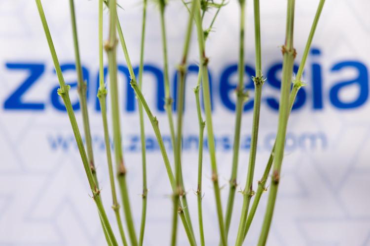 Georgia Pie #1 - Zamnesia x B&B. Week 9 - Georgia Pie #1 - 2nd Week Bloom - Topping