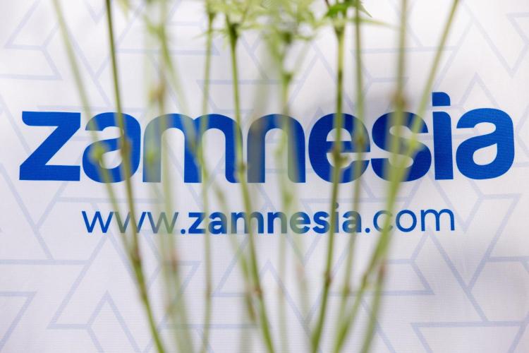 Georgia Pie #1 - Zamnesia x B&B. Week 9 - Georgia Pie #1 - 2nd Week Bloom - Topping