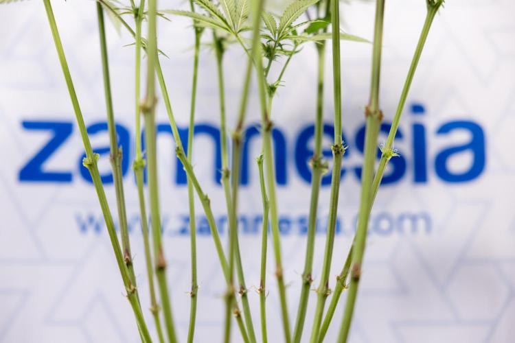 Georgia Pie #1 - Zamnesia x B&B. Week 9 - Georgia Pie #1 - 2nd Week Bloom - Topping