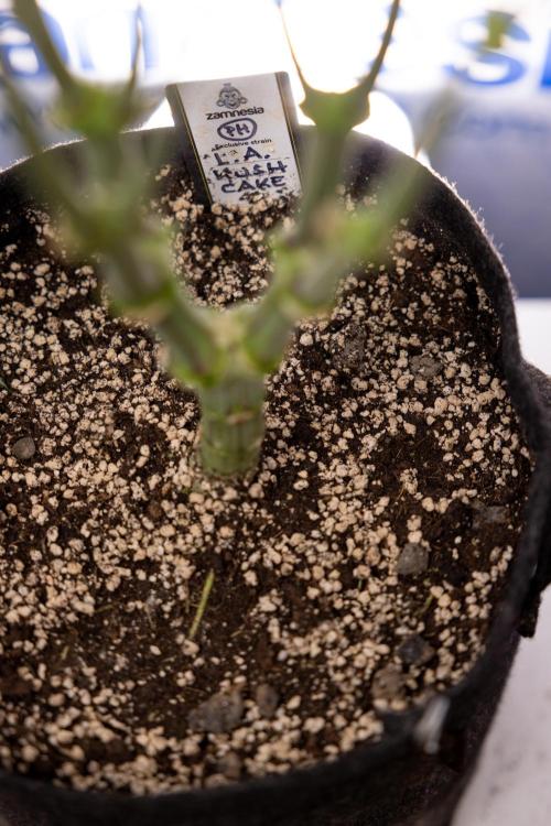 L.A. Kush Cake #3 - Zamnesia x B&B. Week 8 - L.A. Kush Cake #3 - 2nd+ Week Bloom - Topping
