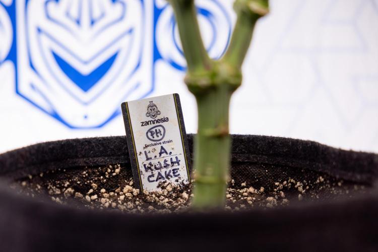 L.A. Kush Cake #3 - Zamnesia x B&B. Week 8 - L.A. Kush Cake #3 - 2nd+ Week Bloom - Topping