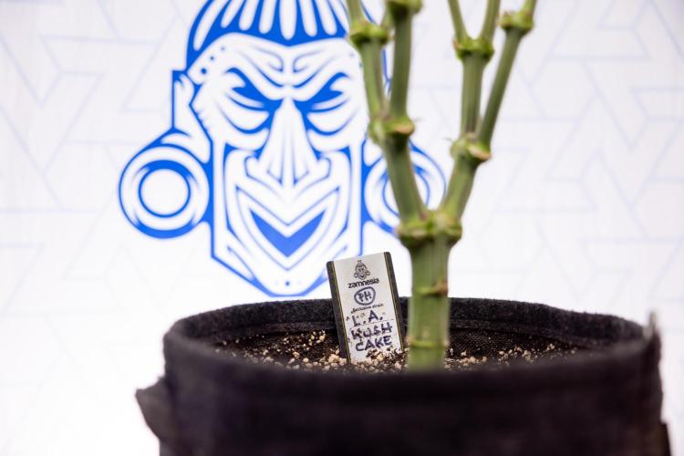 L.A. Kush Cake #3 - Zamnesia x B&B. Week 8 - L.A. Kush Cake #3 - 2nd+ Week Bloom - Topping