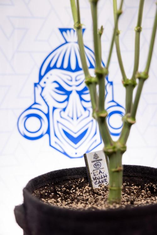 L.A. Kush Cake #3 - Zamnesia x B&B. Week 8 - L.A. Kush Cake #3 - 2nd+ Week Bloom - Topping