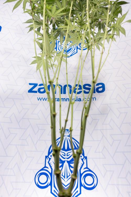 L.A. Kush Cake #3 - Zamnesia x B&B. Week 8 - L.A. Kush Cake #3 - 2nd+ Week Bloom - Topping