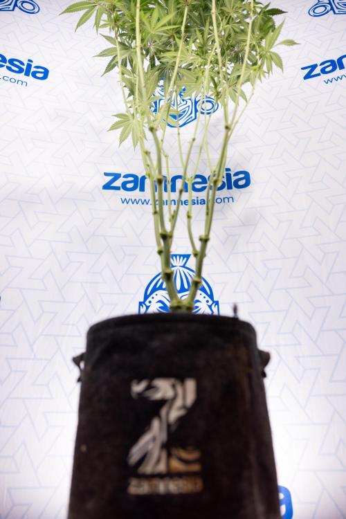 L.A. Kush Cake #3 - Zamnesia x B&B. Week 8 - L.A. Kush Cake #3 - 2nd+ Week Bloom - Topping