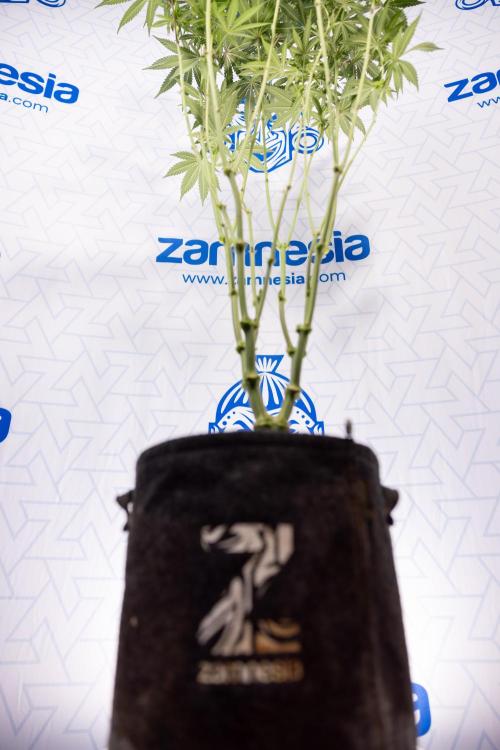 L.A. Kush Cake #3 - Zamnesia x B&B. Week 8 - L.A. Kush Cake #3 - 2nd+ Week Bloom - Topping