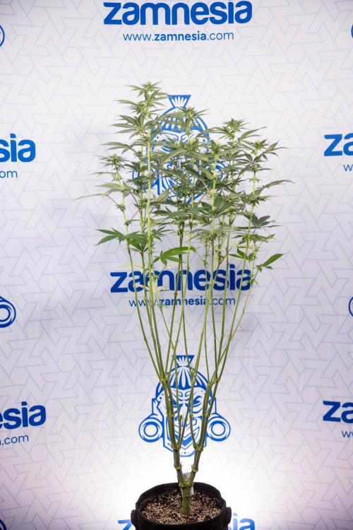 L.A. Kush Cake #3 - Zamnesia x B&B. Week 8 - L.A. Kush Cake #3 - 2nd+ Week Bloom - Topping