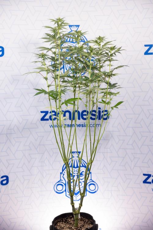 L.A. Kush Cake #3 - Zamnesia x B&B. Week 8 - L.A. Kush Cake #3 - 2nd+ Week Bloom - Topping