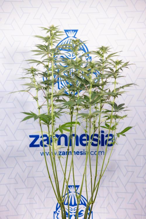 L.A. Kush Cake #3 - Zamnesia x B&B. Week 8 - L.A. Kush Cake #3 - 2nd+ Week Bloom - Topping