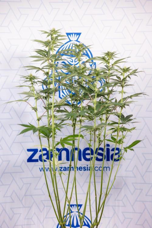 L.A. Kush Cake #3 - Zamnesia x B&B. Week 8 - L.A. Kush Cake #3 - 2nd+ Week Bloom - Topping