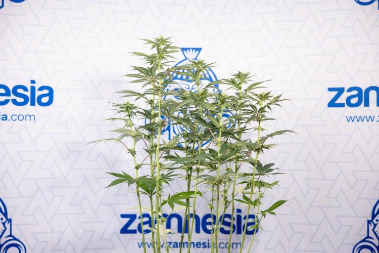 L.A. Kush Cake #3 - Zamnesia x B&B. Week 8 - L.A. Kush Cake #3 - 2nd+ Week Bloom - Topping