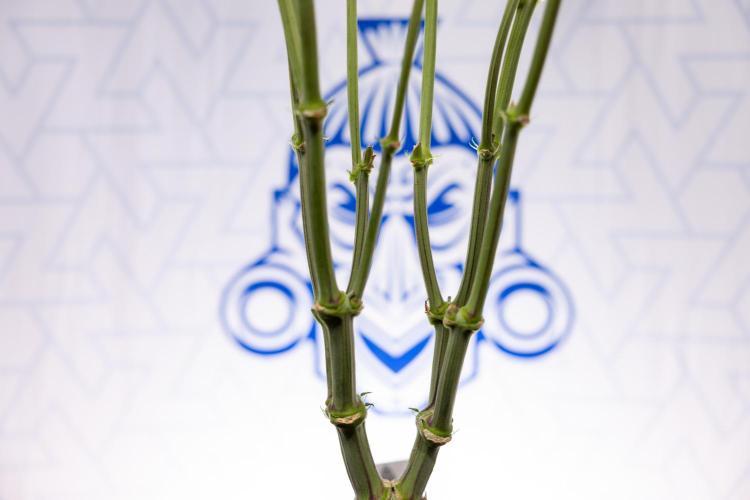 L.A. Kush Cake #3 - Zamnesia x B&B. Week 8 - L.A. Kush Cake #3 - 2nd+ Week Bloom - Topping