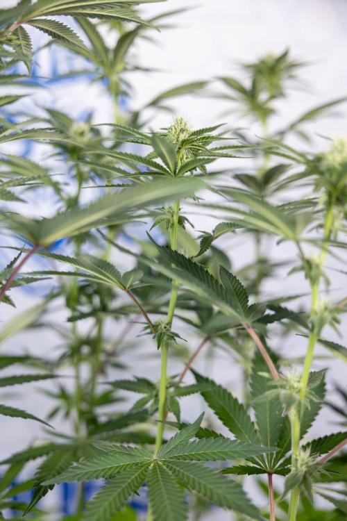 L.A. Kush Cake #3 - Zamnesia x B&B. Week 8 - L.A. Kush Cake #3 - 2nd+ Week Bloom - Topping