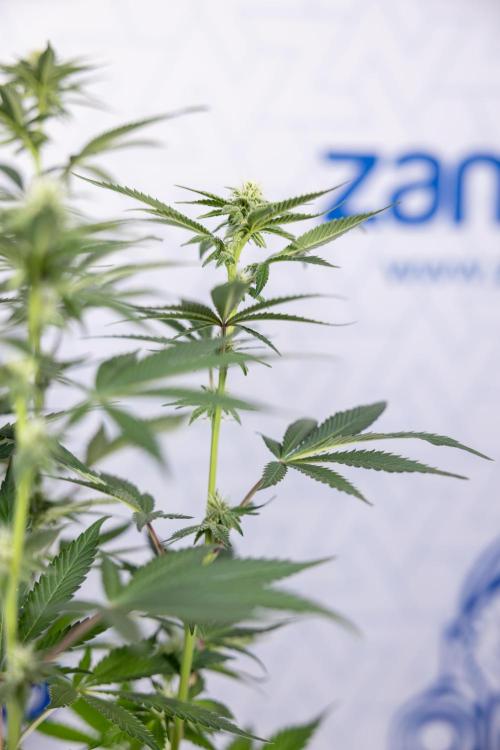 L.A. Kush Cake #3 - Zamnesia x B&B. Week 8 - L.A. Kush Cake #3 - 2nd+ Week Bloom - Topping