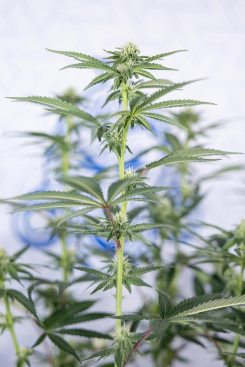 L.A. Kush Cake #3 - Zamnesia x B&B. Week 8 - L.A. Kush Cake #3 - 2nd+ Week Bloom - Topping