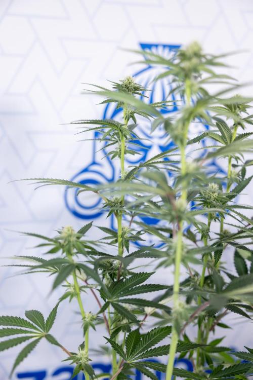 L.A. Kush Cake #3 - Zamnesia x B&B. Week 8 - L.A. Kush Cake #3 - 2nd+ Week Bloom - Topping